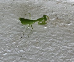 Stagmomantis fraterna