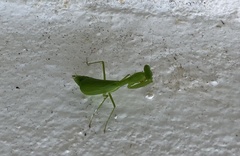 Stagmomantis fraterna