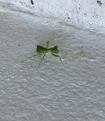 Stagmomantis fraterna