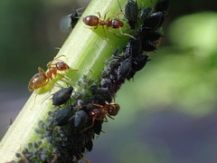 Lasius pallitarsis