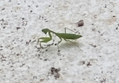 Stagmomantis fraterna