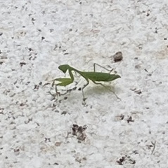 Stagmomantis fraterna
