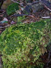 Anthoceros punctatus