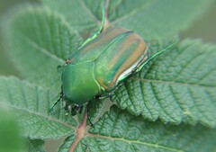 Cotinis mutabilis dugesi