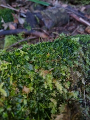 Anthoceros punctatus