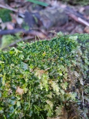 Anthoceros punctatus