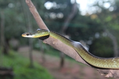 Chironius bicarinatus