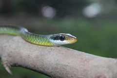 Chironius bicarinatus