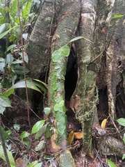 Monstera tuberculata