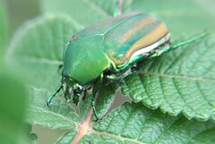 Cotinis mutabilis dugesi