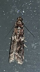 Ephestiopsis oenobarella