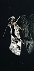 Machetis versatrix