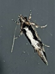 Machetis versatrix