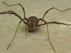 Hadrobunus maculosus