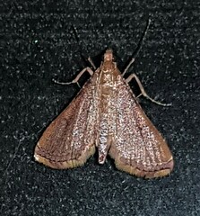 Endotricha approximalis