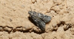 Acrobasis comptella