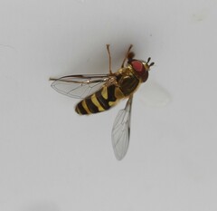Syrphus opinator