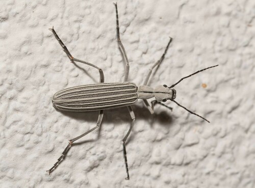 Epicauta costata (LeConte, 1854)