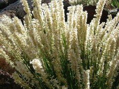Melica persica