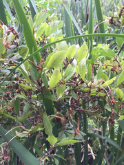 Rhododendron arborescens