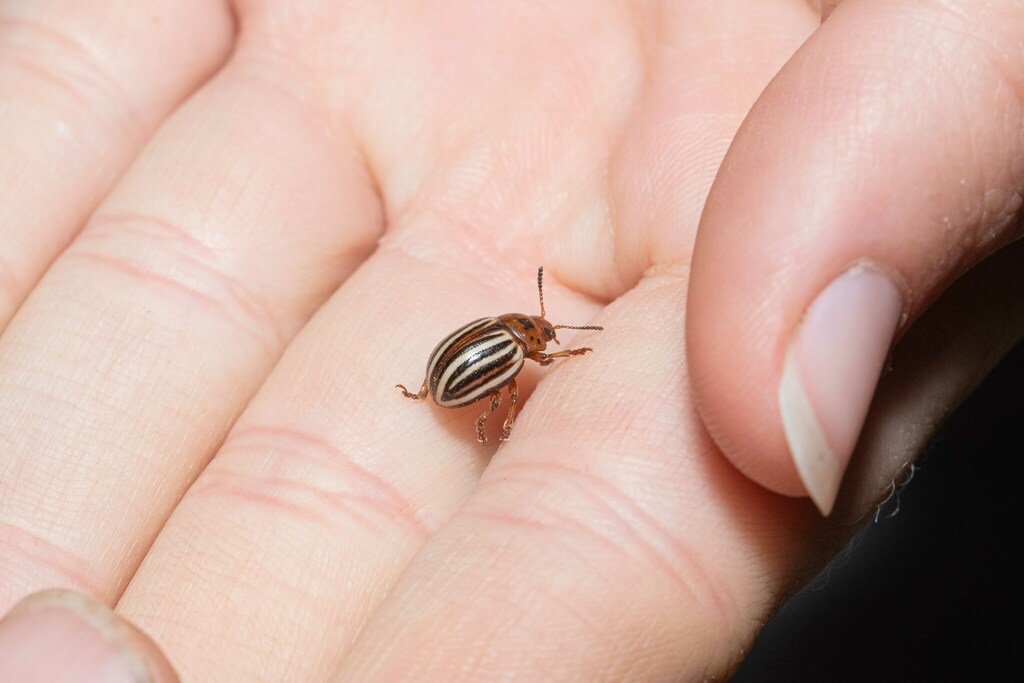 Leptinotarsa tumamoca