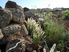 Melica persica