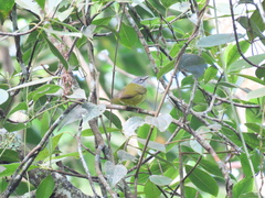 Myiothlypis conspicillata