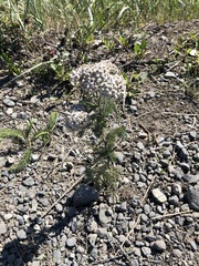 Achillea millefolium