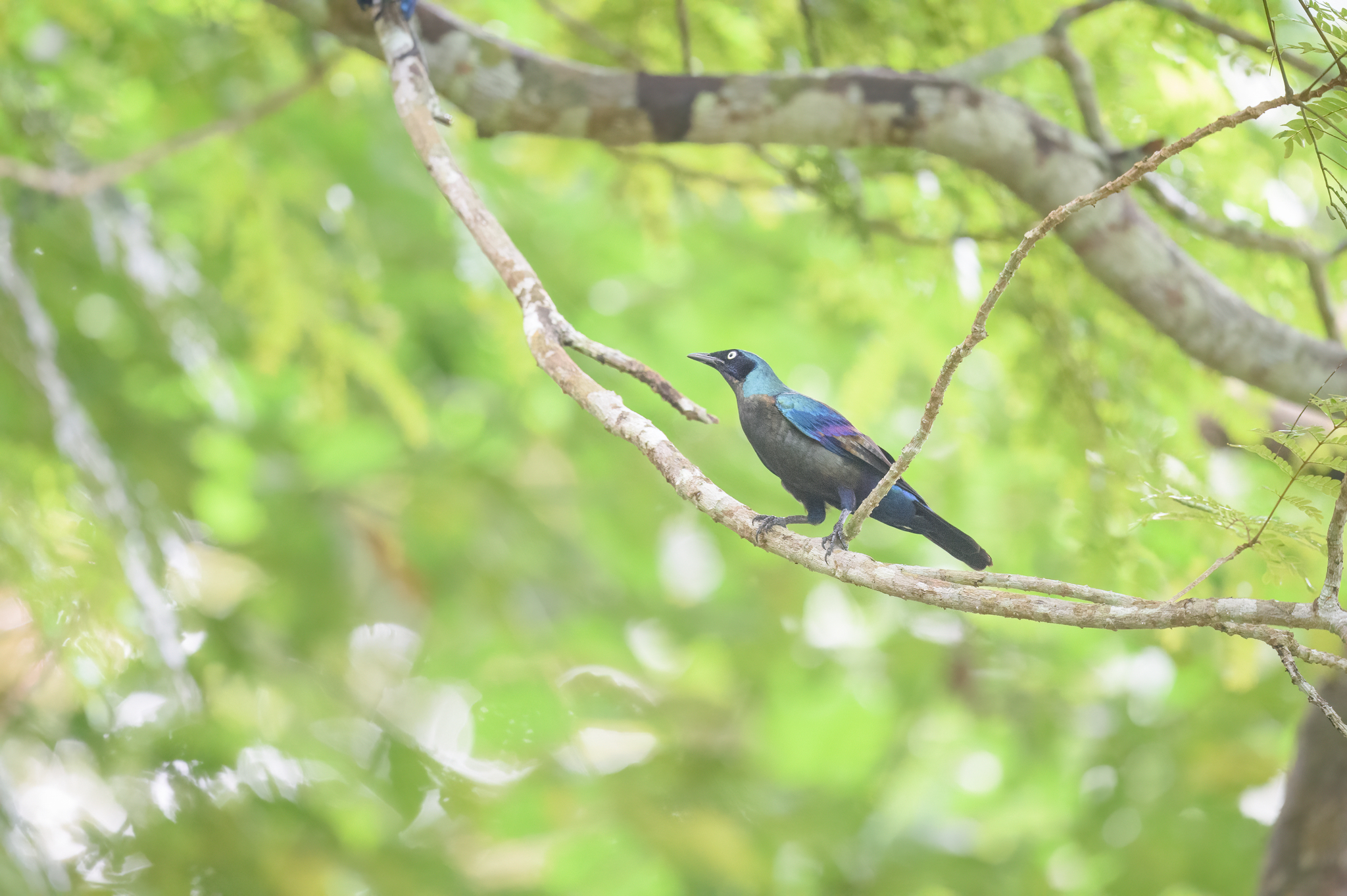 Principe Starling (Lamprotornis ornatus), photo 4