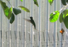 Chlorostilbon gibsoni