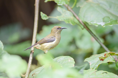 Anabathmis hartlaubii