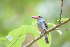 Halcyon malimbica dryas
