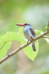 Halcyon malimbica dryas