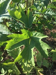 Heracleum maximum