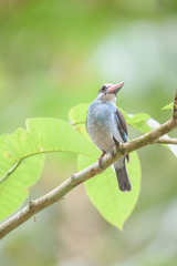 Halcyon malimbica dryas