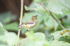 Anabathmis hartlaubii