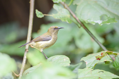 Anabathmis hartlaubii