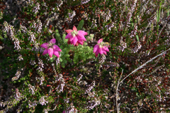 Erica ciliaris