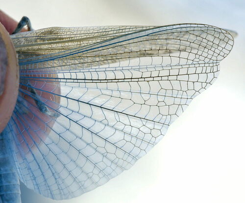 Blue-winged Sand Grasshopper