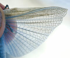 Sphingonotus caerulans