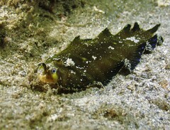 Soleichthys microcephalus