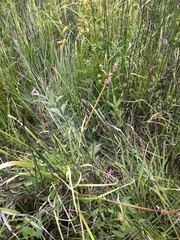 Carex stipata