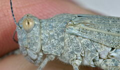 Sphingonotus caerulans