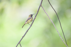 Anabathmis hartlaubii