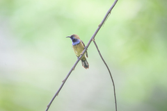 Anabathmis hartlaubii