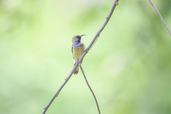 Anabathmis hartlaubii