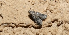 Acrobasis comptella