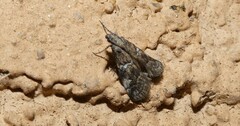 Acrobasis comptella