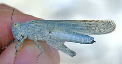Sphingonotus caerulans