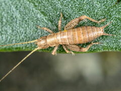 Arachnocephalus vestitus